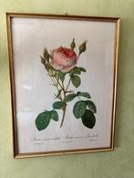 Elegante litho’s naar werk van de Pierre-Joseph Redouté, Ophalen, Zo goed als nieuw