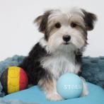 Morkie pups te koop (Belgisch), België, CDV (hondenziekte), 8 tot 15 weken, Meerdere