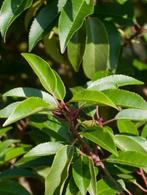 Portugese Laurier (Prunus Lusitanica) 50-60, Laurier, Enlèvement ou Envoi, Haie