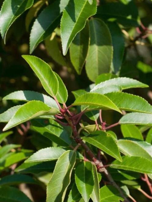 Portugese Laurier (Prunus Lusitanica) 50-60, Tuin en Terras, Planten | Struiken en Hagen, Haag, Laurier, Ophalen of Verzenden