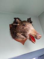 Taxidermie everzwijn, Verzamelen, Dierenverzamelingen, Ophalen
