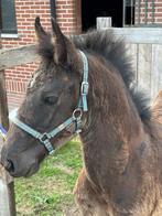 fries hengsten veulen (storm), Dieren en Toebehoren, Paarden, Hengst, Onbeleerd, 165 tot 170 cm, 0 tot 2 jaar
