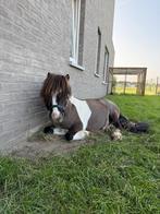 pony te koop, Ophalen, Nieuw, Recreatie
