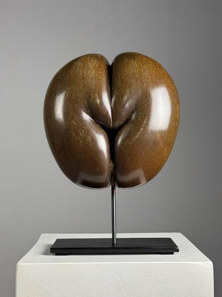 Gepolijste Coco de Mer op custom standaard, Verzamelen, Mineralen en Fossielen, Ophalen