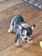 Franse bulldog pupje, Dieren en Toebehoren, België, Fokker | Hobbymatig, Reu, 8 tot 15 weken