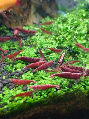 Neocaridina red fire vuurgarnaal, Dieren en Toebehoren, Kreeft, Krab of Garnaal, Zoetwatervis, Schoolvis