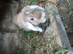 Mannetjes konijnen, Dieren en Toebehoren, Knaagdieren, April, Mannelijk, Overige typen