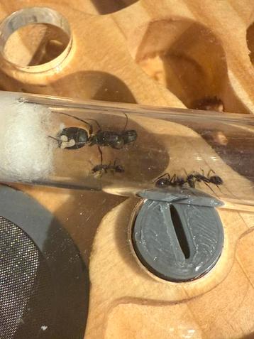 Camponotus micans mieren kolonie beschikbaar voor biedingen