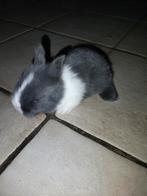 Dwergkonijntjes ( leeuwekopjes ), Plusieurs animaux, Nain, 0 à 2 ans