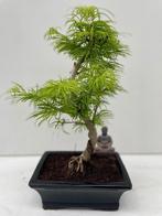 Bonsai Larix, Tuin en Terras, Ophalen