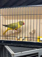 Halsbandparkiet, Dieren en Toebehoren, Vogels | Parkieten en Papegaaien, Geringd