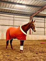 Twee prachtige volbloed paarden, Meerdere dieren, Met stamboom, 7 tot 10 jaar