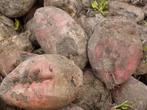 Voederbieten te koop, Enlèvement ou Envoi