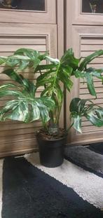 Monstera Deliciosa Albo Variegata, Huis en Inrichting, Ophalen