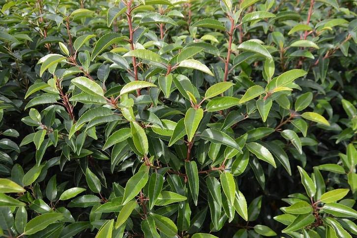 Portugese laurier aan stuntprijzen!, Tuin en Terras, Planten | Struiken en Hagen, Beukenhaag, Ophalen