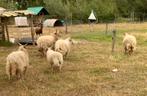 Racka ooi, Dieren en Toebehoren, Schapen, Geiten en Varkens, Vrouwelijk, Schaap, 3 tot 5 jaar