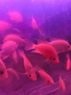 Red devil/midas cichliden 2 euro, Dieren en Toebehoren, Vissen | Aquariumvissen
