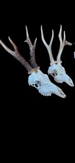 Opgezette dieren taxidermie schedels geweien En meer, Verzamelen, Dierenverzamelingen, Ophalen of Verzenden