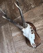 Skeletkop, Ophalen, Zo goed als nieuw