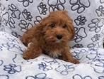 Cavapoo cava poo pups black tan , red , bruin, CDV (hondenziekte), Meerdere, 8 tot 15 weken, Meerdere dieren