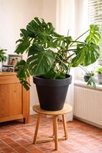 Monstera, Enlèvement