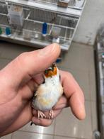 Chardonneret aghate, Animaux & Accessoires, Mâle