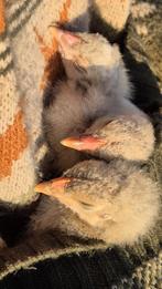 Haantjes gezocht voor zorgboerderij, Meerdere dieren