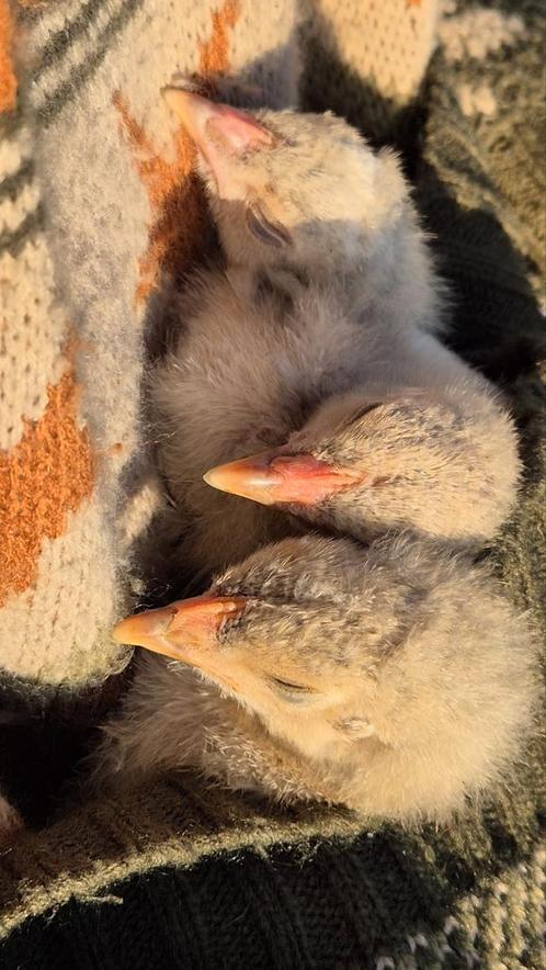 Haantjes gezocht voor zorgboerderij, Dieren en Toebehoren, Pluimvee, Meerdere dieren