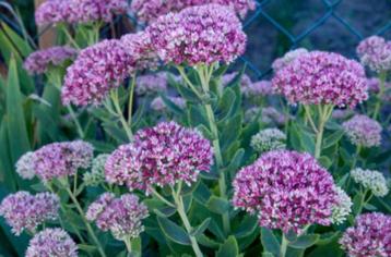 Sedum herbstfreude, Autres espèces, Automne, Plein soleil, Enlèvement