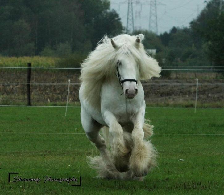 goedgekeurde Tinker hengst, Dieren en Toebehoren, Pony's, Hengst, D pony (1.37m tot 1.48m), 7 tot 10 jaar, Met stamboom, Gechipt