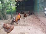 Wyandotte groothoen, goudblauwgezoomd, goudzwartgezoomd  wit, Dieren en Toebehoren, Meerdere dieren, Kip