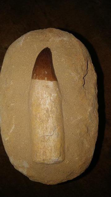 Dent de mosasaure dans une matrice #1, Enlèvement ou Envoi, Fossile