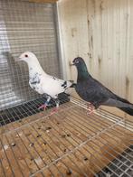 Pigeon Voyageur Pietrain, Meerdere dieren, Postduif