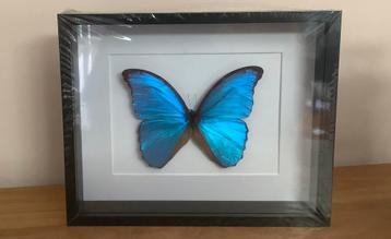 Felblauwe MORPHO vlinder in grote lijst  beschikbaar voor biedingen