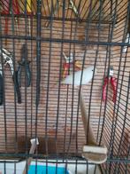 Kanarie, man, wit., Dieren en Toebehoren