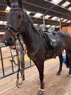 Kentaur Aphrodite dressuur zadel, Dieren en Toebehoren, Paarden