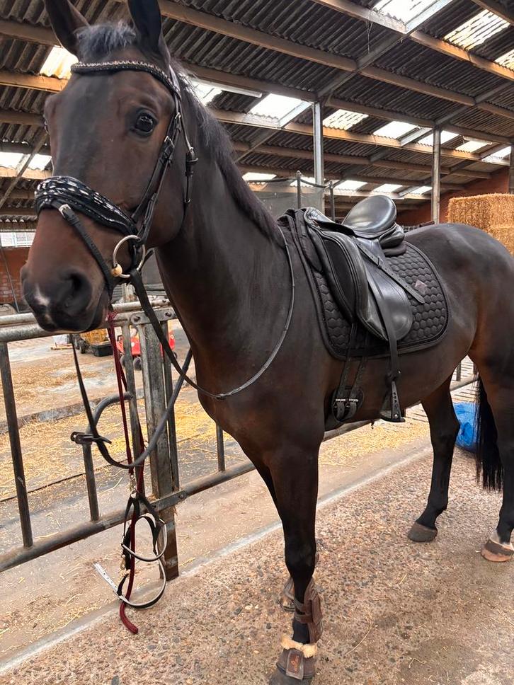 Kentaur Aphrodite dressuur zadel, Dieren en Toebehoren, Paarden