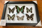 NIEUWE Lijst met VLINDERS, Ophalen of Verzenden, Nieuw, Insect, Opgezet dier