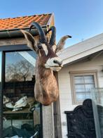 Taxidermie Roanantilope, Enlèvement