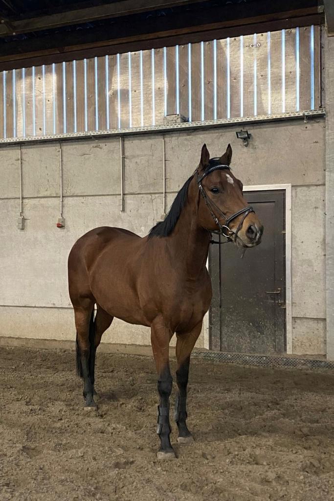 Braaf recreatief paard, Dieren en Toebehoren, Paarden, Ruin, 160 tot 165 cm, 7 tot 10 jaar, Recreatiepaard, Gechipt, Ontwormd