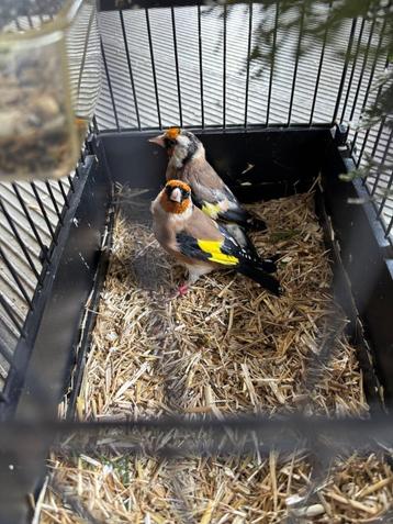 Kleine Distelvinken  beschikbaar voor biedingen
