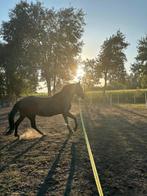 Merrie te koop, Animaux & Accessoires, Chevaux, Jument