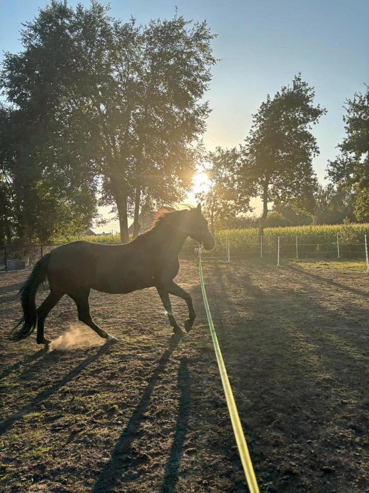 Merrie te koop, Animaux & Accessoires, Chevaux, Jument