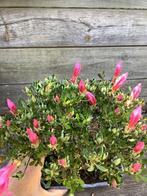 Azalea bonsai shohin, Tuin en Terras, Halfschaduw, Overige soorten, Lente, Minder dan 100 cm