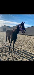 Mooie merrie voor sport of fokkerij, Dieren en Toebehoren, Paarden, Merrie
