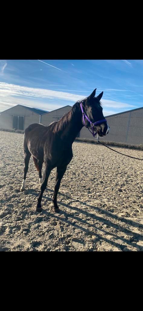 Mooie merrie voor sport of fokkerij, Dieren en Toebehoren, Paarden, Merrie