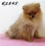 Beaux chiots Spitz Nain - à vendre, 15 semaines à 1 an, Parvovirose, Autres races, Plusieurs animaux
