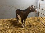 Dwerggeitje bont, Dieren en Toebehoren, Geit, 0 tot 2 jaar