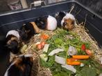 Super lieve cavia zusjes te reserveren!, Animaux & Accessoires, Rongeurs, Domestique, Cobaye, Femelle