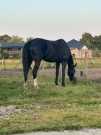 Halve stal, Dieren en Toebehoren, Paarden, Merrie